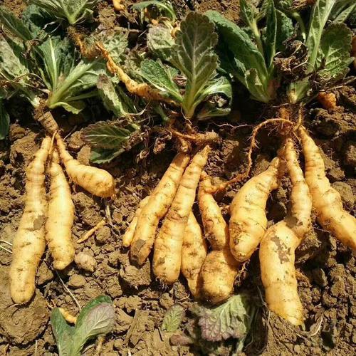  生地有哪些功效与作用及注意事项