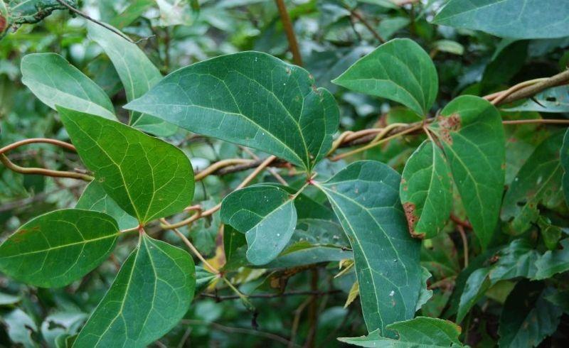  大血藤有哪些功效与作用及注意事项