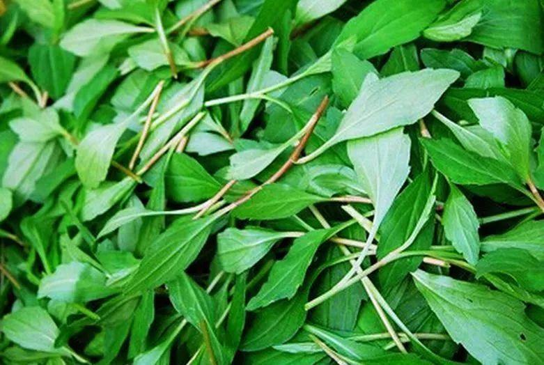  马兰头有哪些功效与作用及注意事项