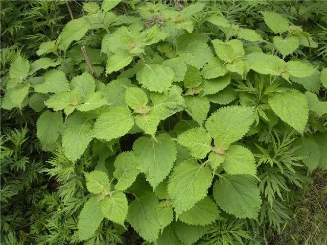  冬凌草有哪些功效与作用及注意事项