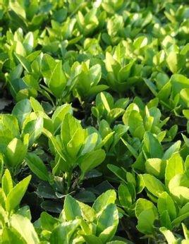  四季青有哪些功效作用及注意事项