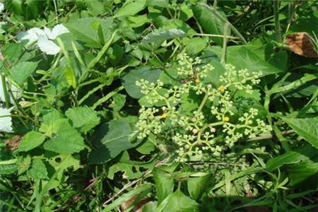  乌蔹莓用于治疗烫伤效果有奇效