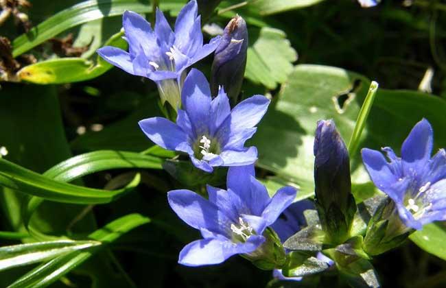  龙胆草有哪些功效作用及注意事项