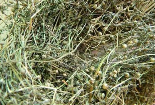  白花蛇舌草泡水喝有哪些功效作用及注意事项