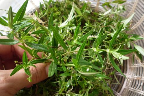 bhssc4.jpg bhssc4.jpg