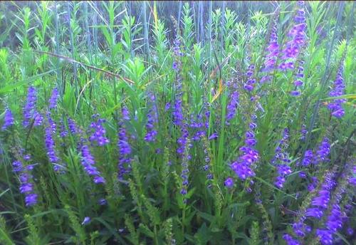  半枝莲有哪些功效作用及注意事项