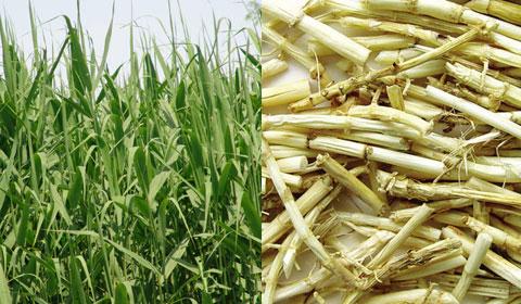  芦根有哪些功效作用及注意事项