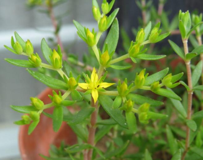  垂盆草有哪些功效作用及注意事项