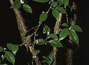  岗梅根有哪些功效作用及注意事项