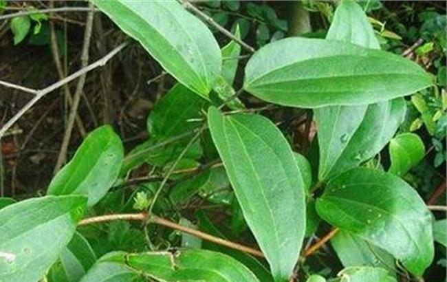  忍冬藤有哪些功效作用及注意事项