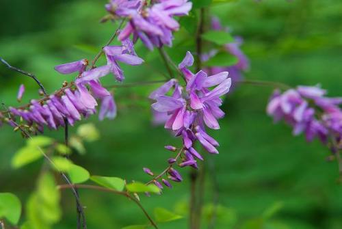  青黛有哪些功效作用及注意事项