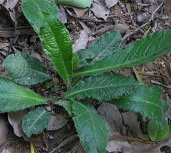  苦地胆有哪些功效作用及注意事项