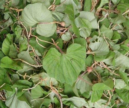  青天葵有哪些功效作用及注意事项