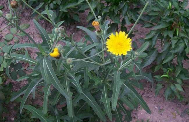  败酱草有哪些功效作用及注意事项