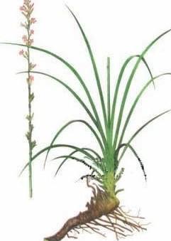  知母有哪些功效作用及注意事项