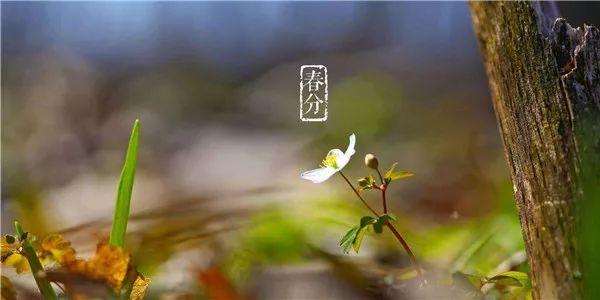  知母炖鹌鹑的食疗制作方法