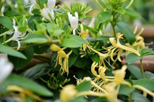  金银花有哪些功效作用及注意事项