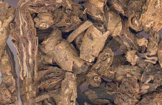  胡黄连有哪些功效作用及注意事项