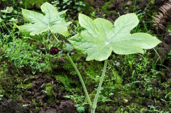 E50A51<a href= E50A51<a href=