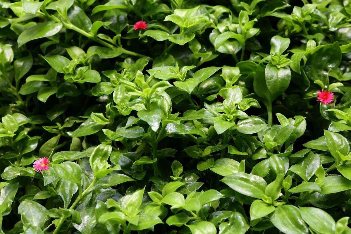  穿心莲有哪些功效作用及注意事项