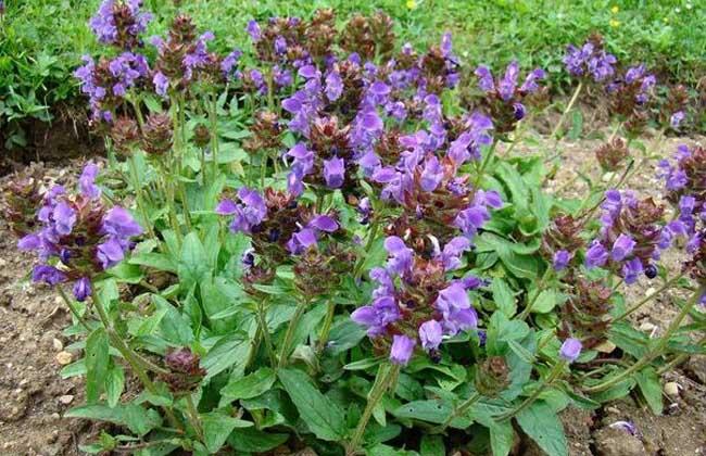  夏枯草有哪些功效作用及注意事项