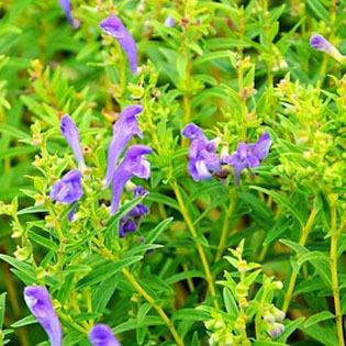  黄芩有哪些功效作用及注意事项