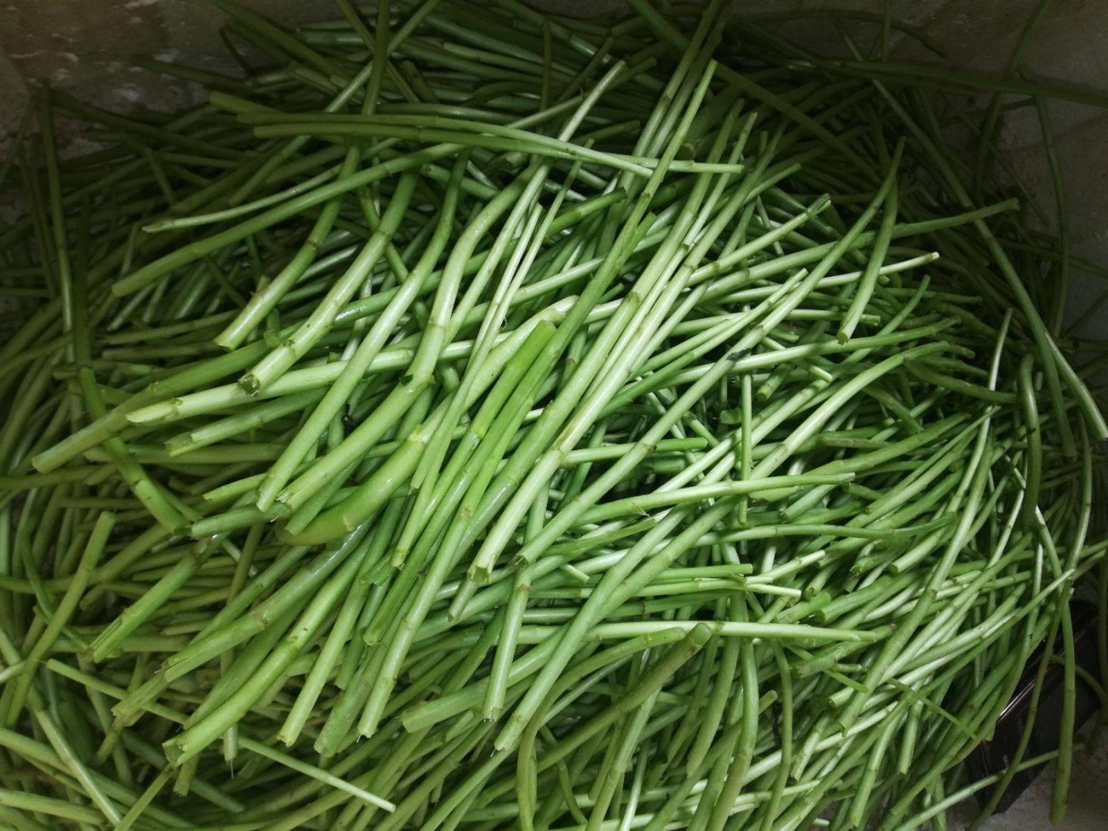 藜蒿可以保护眼睛 藜蒿可以保护眼睛