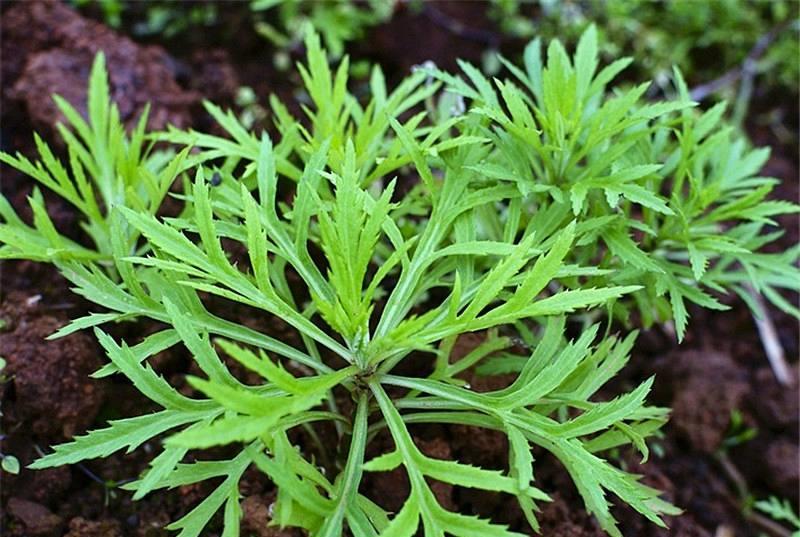 藜蒿可以增强人体抵抗力 藜蒿可以增强人体抵抗力