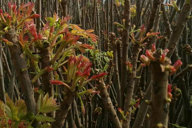 香椿可以美容抗衰老 香椿可以美容抗衰老