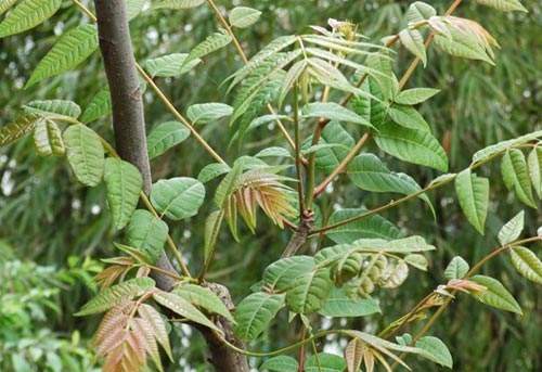 香椿可以驱虫 香椿可以驱虫