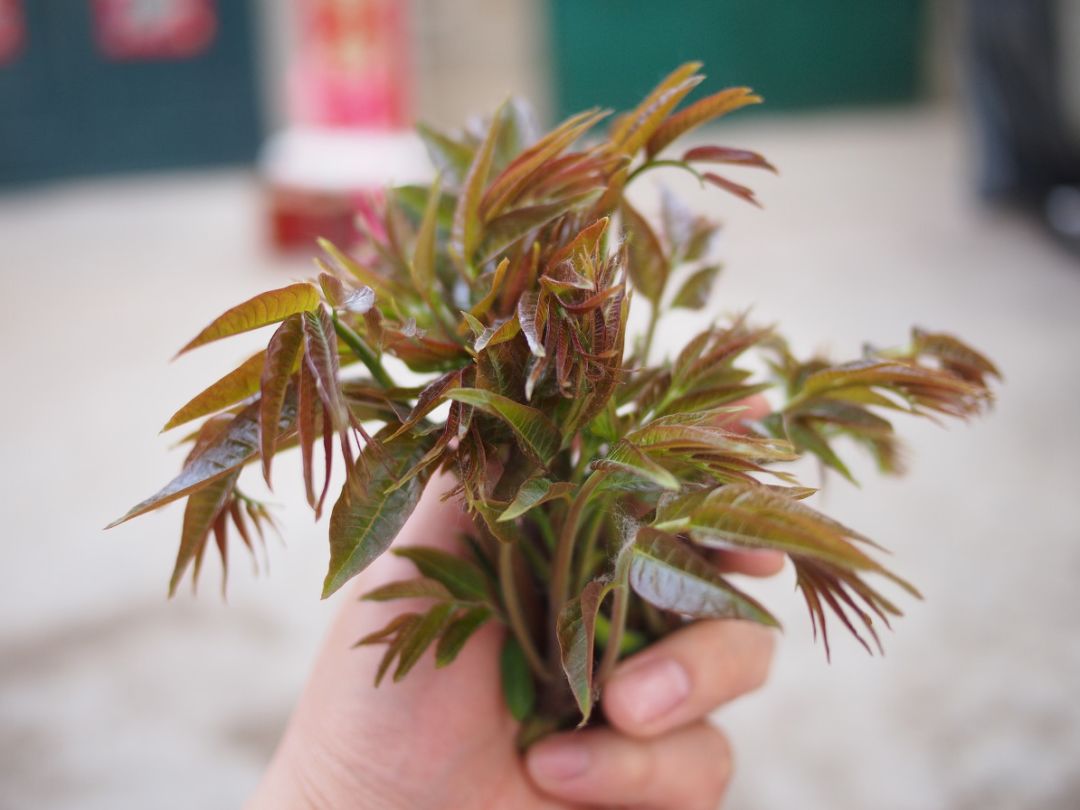  香椿虽好，但是不适合所有人