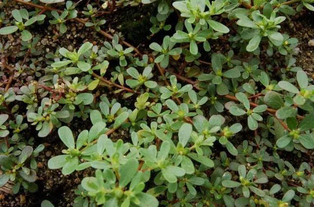  马齿苋对身体的功效有哪些？