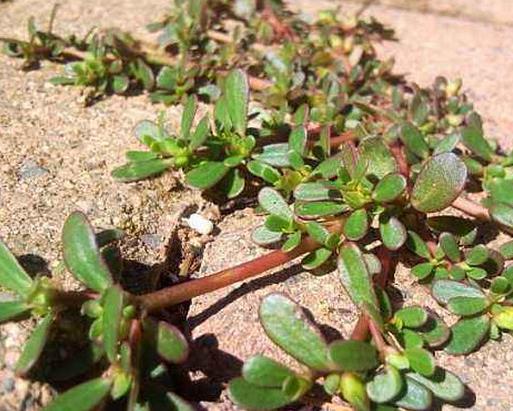马齿苋呵护心脏健康 马齿苋呵护心脏健康