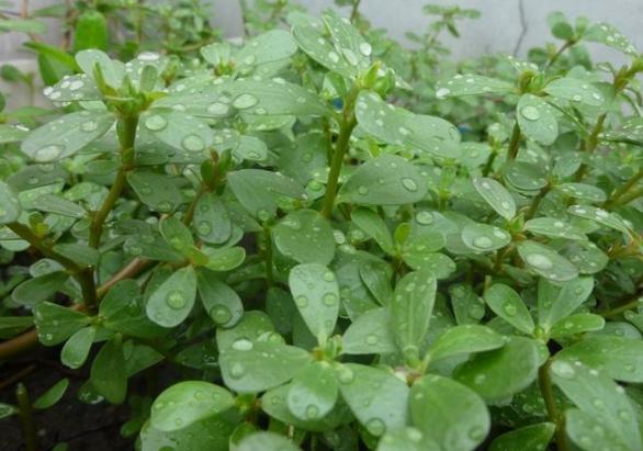 马齿苋抑菌 马齿苋抑菌