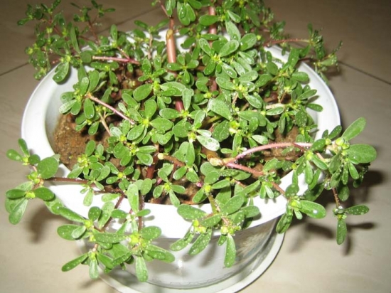  马齿苋虽好，但也有不适用人群！这几类人引起注意