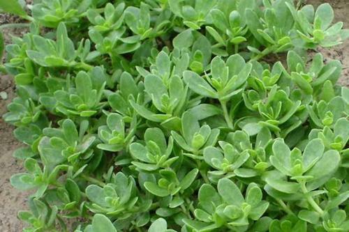 儿童不适合马齿苋 儿童不适合马齿苋