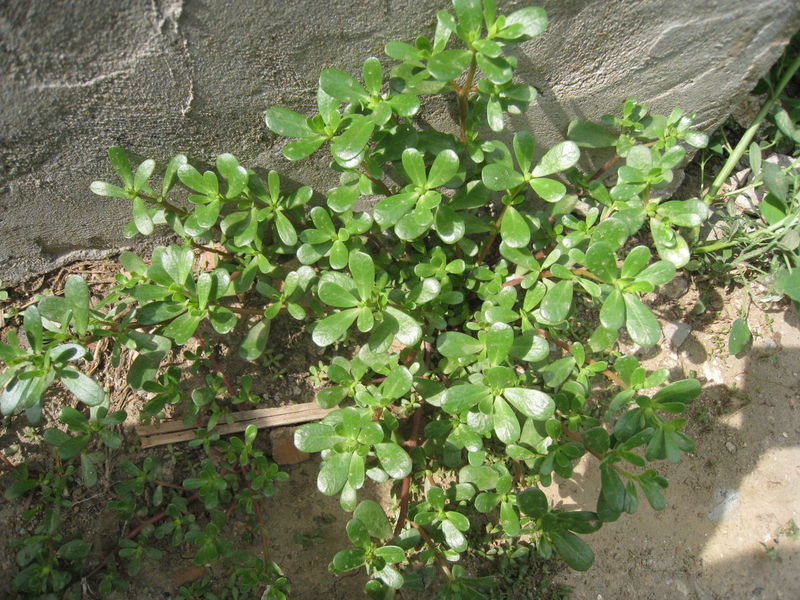 年老体虚不适合马齿苋 年老体虚不适合马齿苋