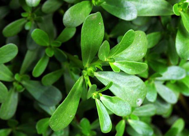 服用鳖甲不适合马齿苋 服用鳖甲不适合马齿苋