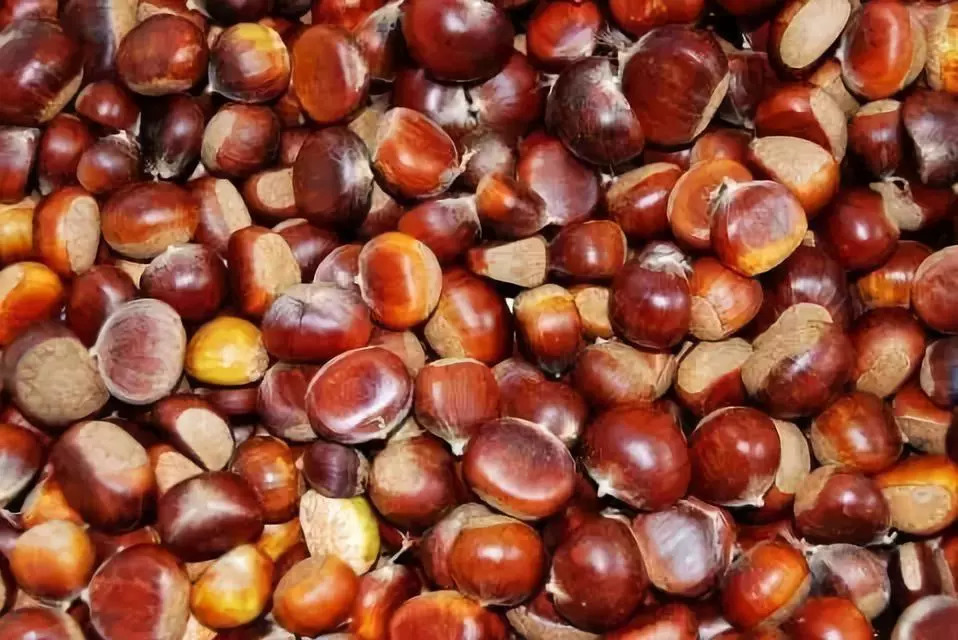 板栗可以活血化瘀 板栗可以活血化瘀