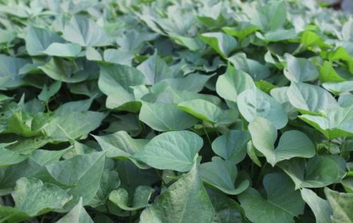  红薯叶10大功效及注意事项