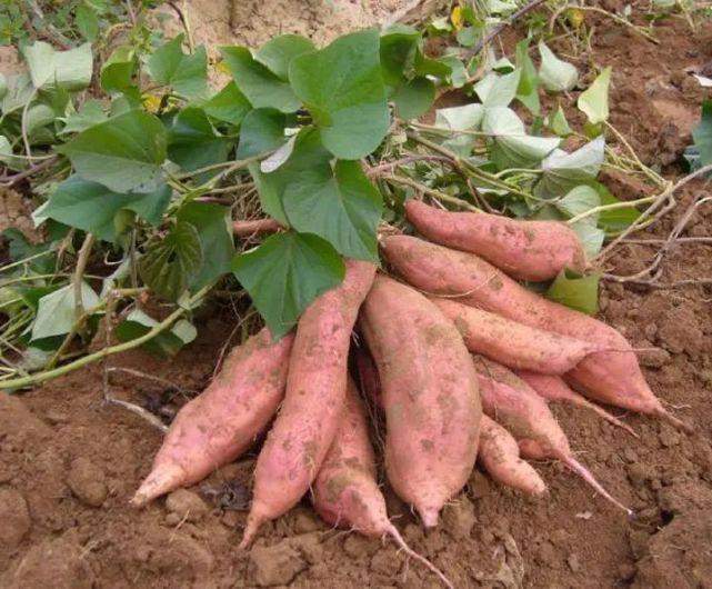 红薯与红薯叶 红薯与红薯叶