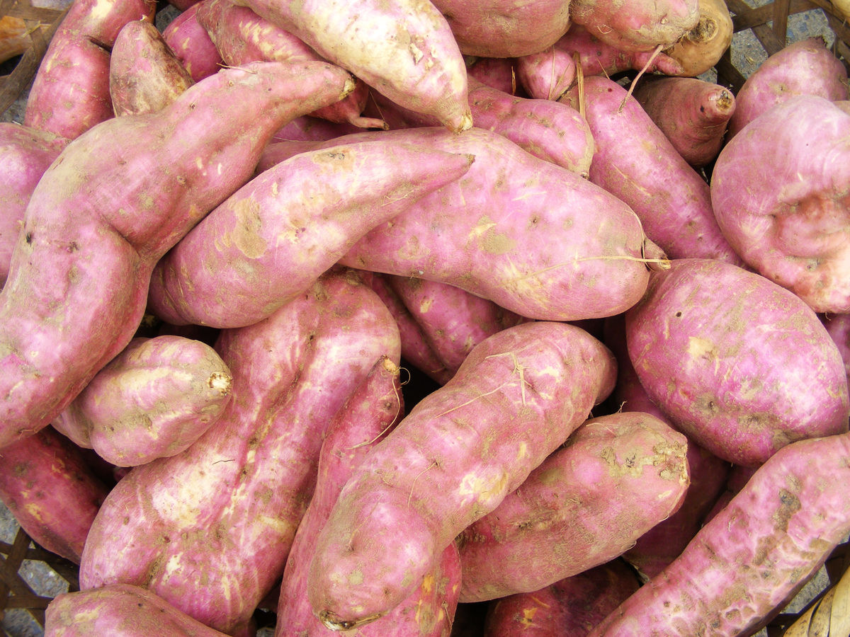 红薯吃太多会湿气 红薯吃太多会湿气