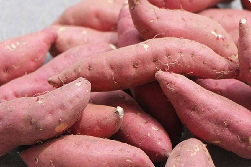 不能和螃蟹一起吃 不能和螃蟹一起吃