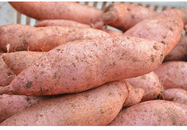 不能和西红柿一起吃 不能和西红柿一起吃