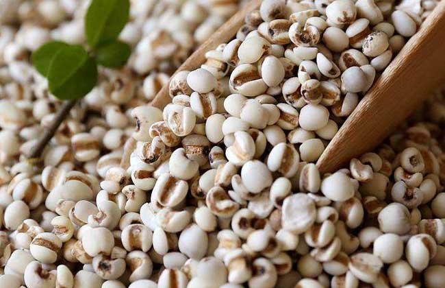 过量食用薏米导致小便增多 过量食用薏米导致小便增多