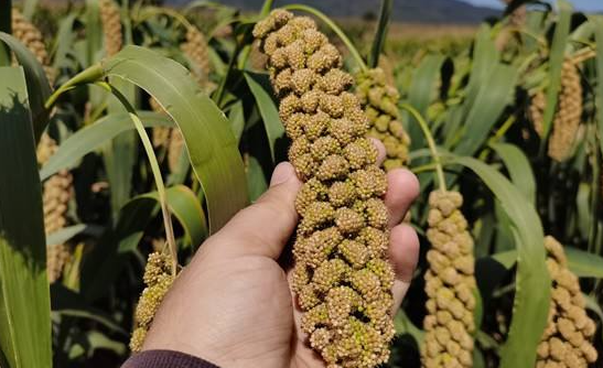 胃部有疾病的少吃小米粥 胃部有疾病的少吃小米粥