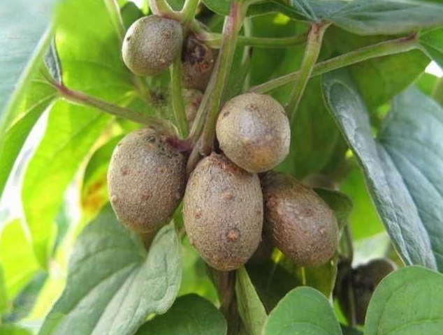  山药豆和山药的价值可是旗鼓相当的哦，那你知道山药豆是什么吗？