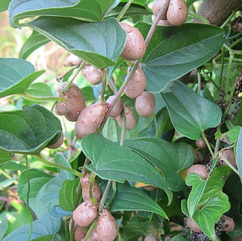 什么是山药豆 什么是山药豆