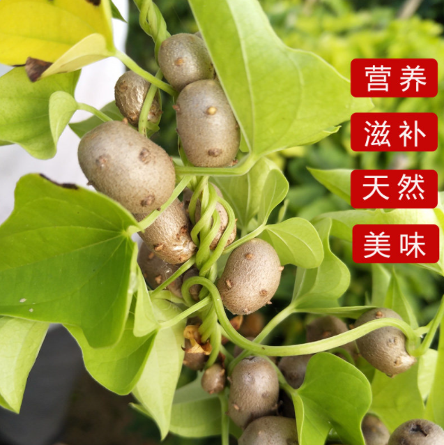 山药豆的营养 山药豆的营养