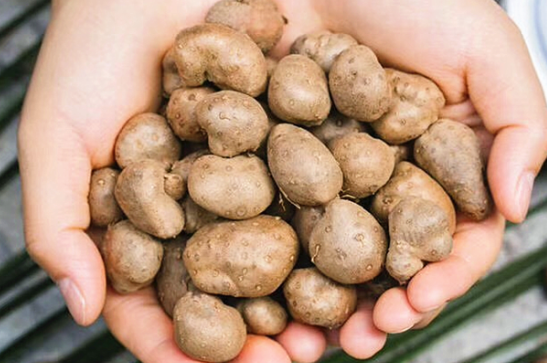 山药豆可以润肤 山药豆可以润肤